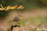 European Robin (Erithacus rubecula)