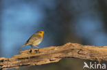 European Robin (Erithacus rubecula)