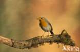 European Robin (Erithacus rubecula)