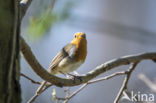 European Robin (Erithacus rubecula)