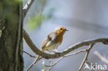 European Robin (Erithacus rubecula)