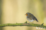 European Robin (Erithacus rubecula)