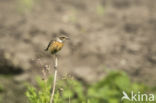 European Stonechat (Saxicola rubicola)