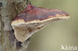 blushing bracket (Daedaleopsis confragosa)