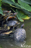 Roodwangschildpad (Trachemys scripta elegans)