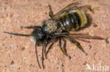 Rosse metselbij (Osmia bicornis)