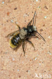 Rosse metselbij (Osmia bicornis)