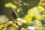 Rubus plicatus