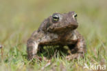 Rugstreeppad (Bufo calamita