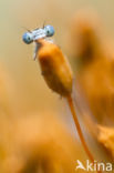 Bristly Haircap (Polytrichum piliferum)