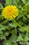 Russian dandelion (Taraxacum kok-saghyz)