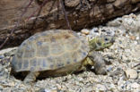 Russian Tortoise