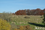 Sheep (Ovis domesticus)
