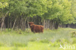 Highland Cow (Bos domesticus)