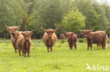 Highland Cow (Bos domesticus)