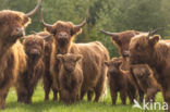 Highland Cow (Bos domesticus)