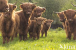 Highland Cow (Bos domesticus)