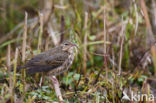 Olive-backed Pipit (Anthus hodgsoni)