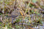 Olive-backed Pipit (Anthus hodgsoni)