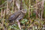 Olive-backed Pipit (Anthus hodgsoni)