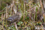 Olive-backed Pipit (Anthus hodgsoni)