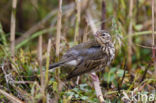 Olive-backed Pipit (Anthus hodgsoni)