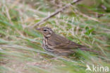 Olive-backed Pipit (Anthus hodgsoni)