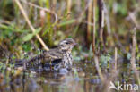 Olive-backed Pipit (Anthus hodgsoni)