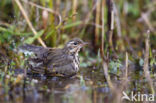 Olive-backed Pipit (Anthus hodgsoni)