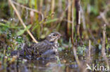 Olive-backed Pipit (Anthus hodgsoni)