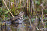 Olive-backed Pipit (Anthus hodgsoni)