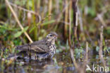 Olive-backed Pipit (Anthus hodgsoni)