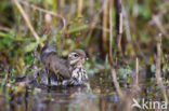 Olive-backed Pipit (Anthus hodgsoni)