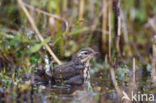 Olive-backed Pipit (Anthus hodgsoni)