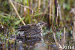 Olive-backed Pipit (Anthus hodgsoni)