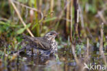 Olive-backed Pipit (Anthus hodgsoni)