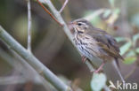 Olive-backed Pipit (Anthus hodgsoni)