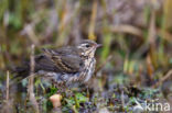 Olive-backed Pipit (Anthus hodgsoni)