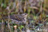 Olive-backed Pipit (Anthus hodgsoni)