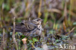 Olive-backed Pipit (Anthus hodgsoni)