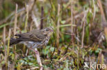 Olive-backed Pipit (Anthus hodgsoni)