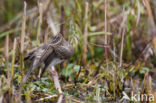 Olive-backed Pipit (Anthus hodgsoni)