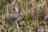 Olive-backed Pipit (Anthus hodgsoni)