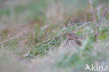 Olive-backed Pipit (Anthus hodgsoni)