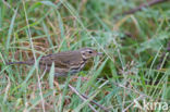 Olive-backed Pipit (Anthus hodgsoni)