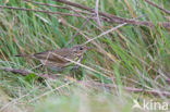 Olive-backed Pipit (Anthus hodgsoni)