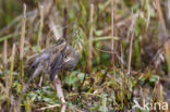 Olive-backed Pipit (Anthus hodgsoni)