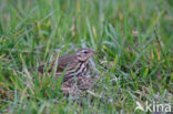 Olive-backed Pipit (Anthus hodgsoni)