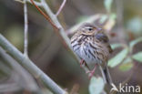 Olive-backed Pipit (Anthus hodgsoni)