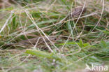 Olive-backed Pipit (Anthus hodgsoni)